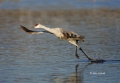 Sandhill-Crane;Crane;Grus-canadensis;Flying-bird;action;aloft;behavior;flight;fl